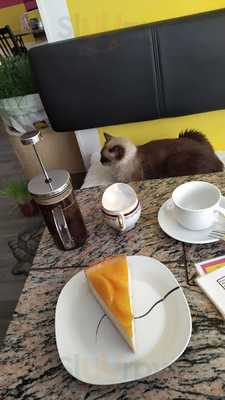 Baristacats Katzencafé