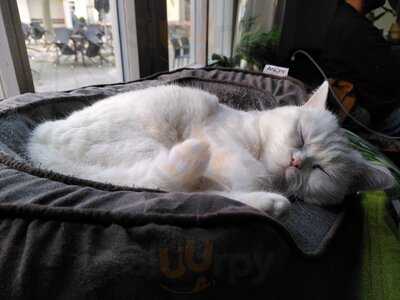 Katzentempel Rosenheim