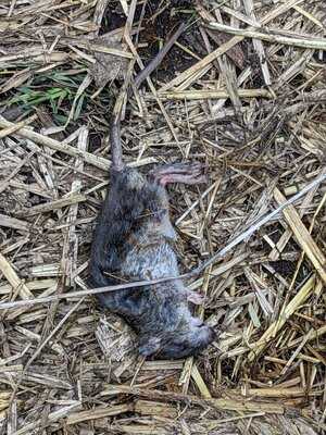 Gutsgaststätte Alteburg