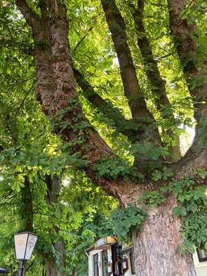 Cafe & Restaurant Holzwurm