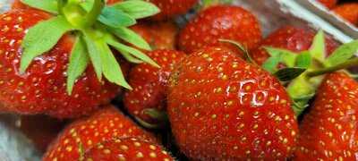 Glaabs B(r)austellengarten