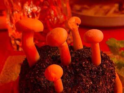 Green Light District