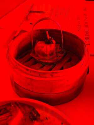 Green Light District