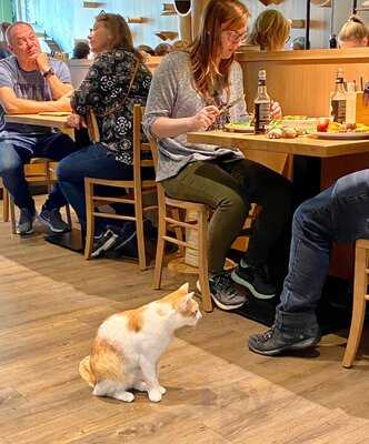 Katzentempel Leipzig