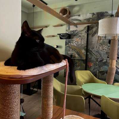 Katzentempel Augsburg