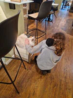 Katzentempel Hannover