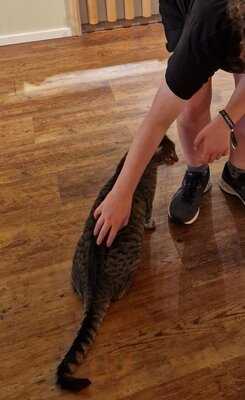 Katzentempel Hannover