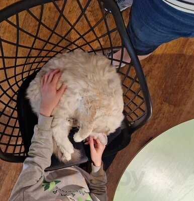 Katzentempel Hannover