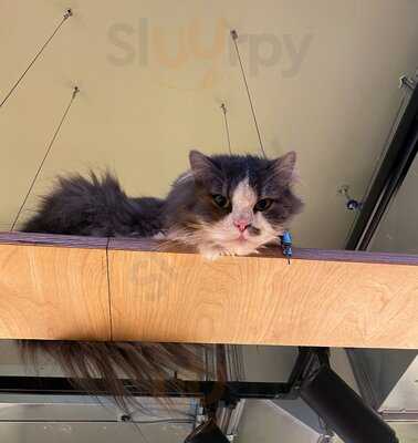 Katzentempel Erlangen