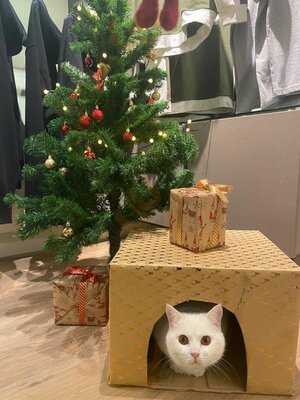 Katzentempel Erlangen