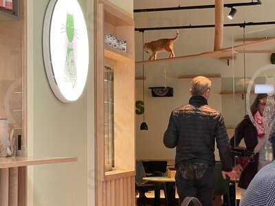 Katzentempel Hamburg Hafencity