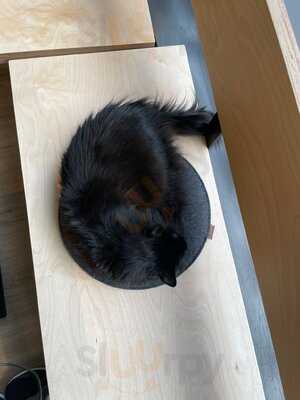 Katzentempel Hamburg Hafencity