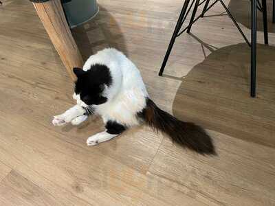 Katzentempel Hamburg Hafencity