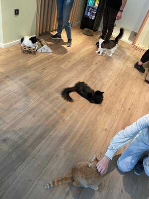 Katzentempel Hamburg Hafencity