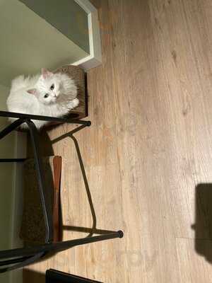 Katzentempel Hamburg Hafencity