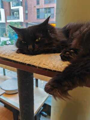 Katzentempel Hamburg Hafencity