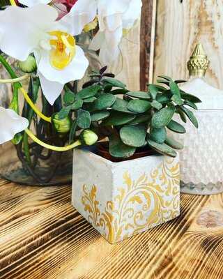 Franmeisters Diy Bar