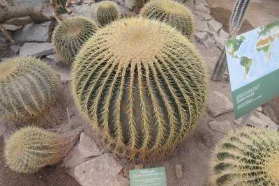 Cafeen I Vaeksthusene