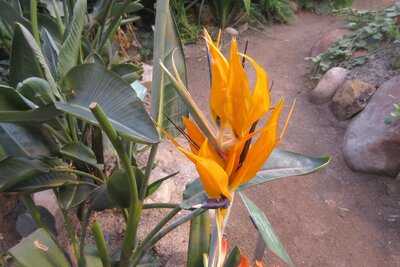 Cafeen I Vaeksthusene