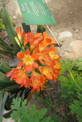 Cafeen I Vaeksthusene