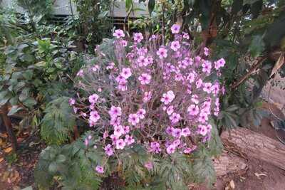 Cafeen I Vaeksthusene