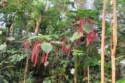 Cafeen I Vaeksthusene