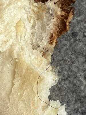 Bindia Frederiksberg