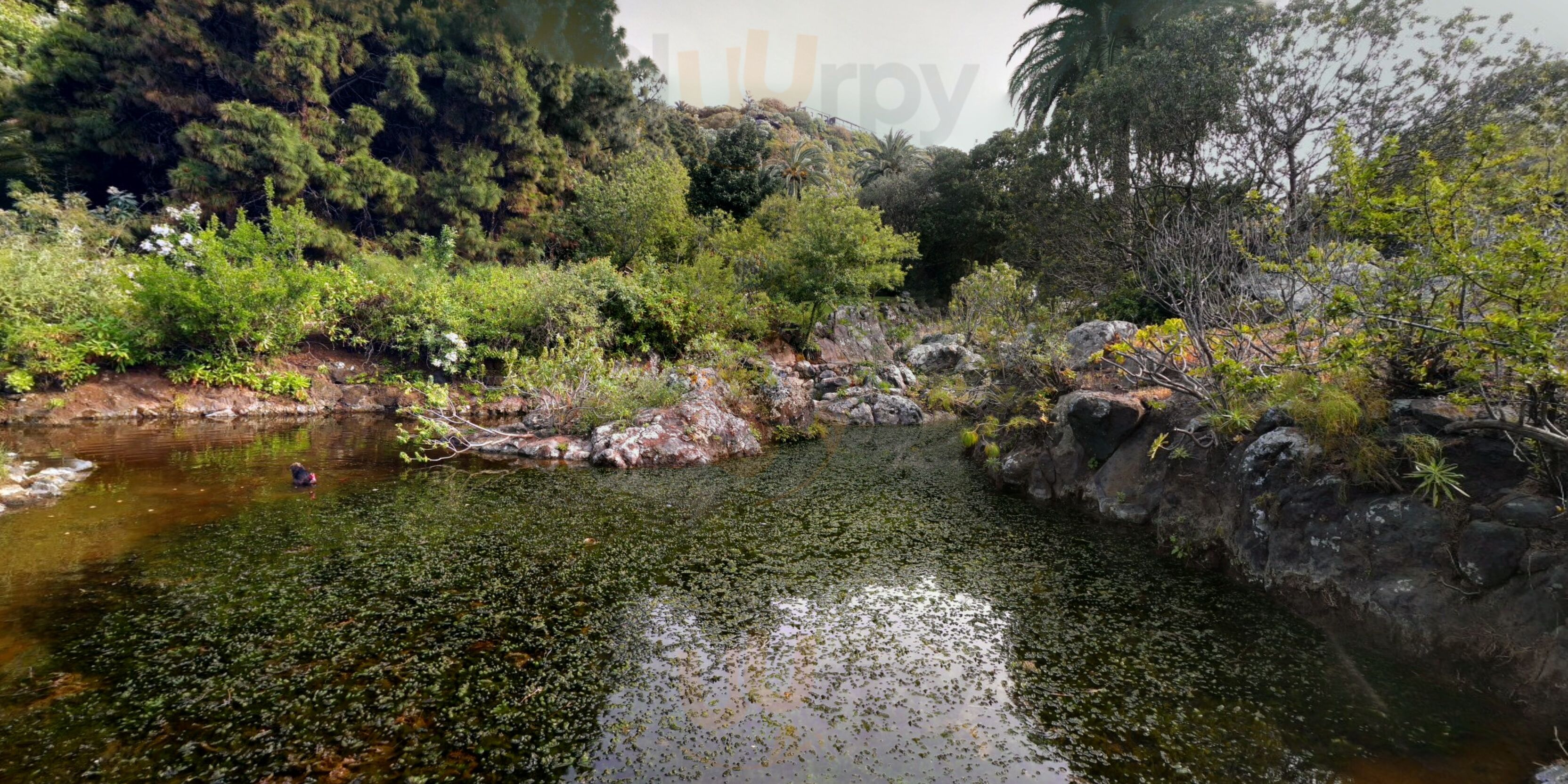 Jardin Canario