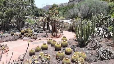 Jardin Canario