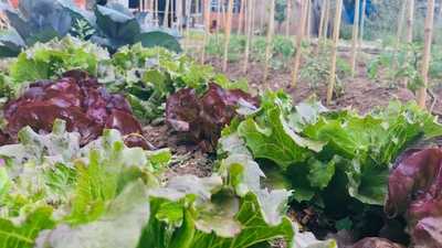 Pizzeria Vent De Mar