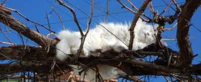 Restaurante El Puntarrón