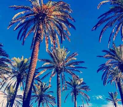 Restaurant Catalonia