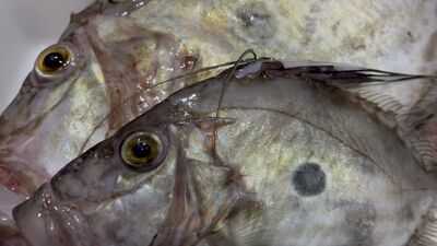 Restaurant La Barretina