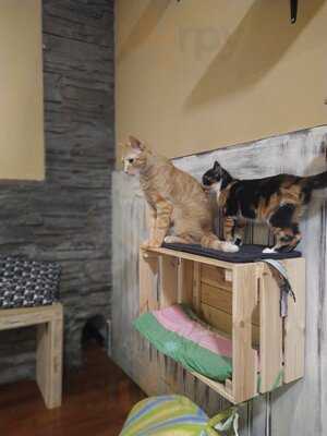 Cat Cafe