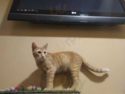 Cat Cafe