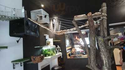 Cat Cafe
