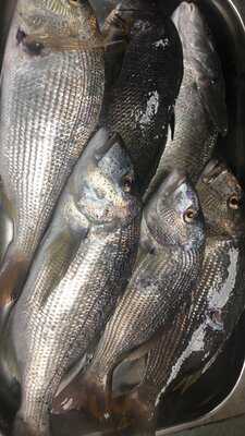 Restaurante Cambrils- Taberna Kupela