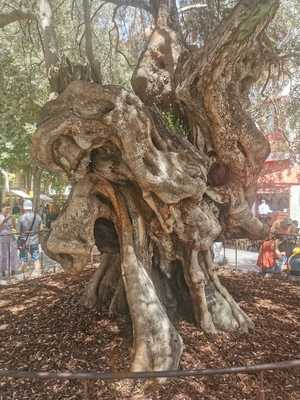 Restaurante S'olivera