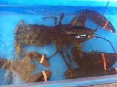 La Reserva De Mi Abuelo