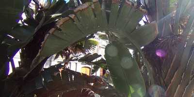 Cafe Plaza Las Palmas