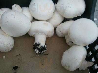 Alimentacion San Felipe