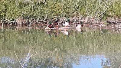 Restaurante San Marcos Parque Venecia