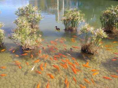 Starbucks Puerto Venecia