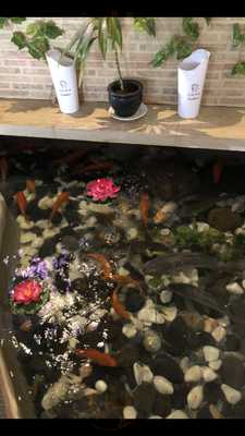 Restaurante Chino Pato De Pekín