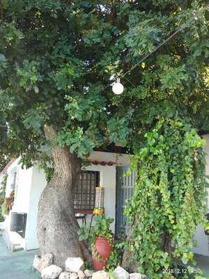 Bar Piscina Lago Jardin 1 (poolbar)