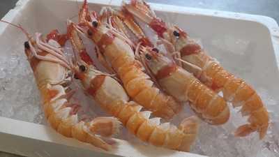 Joaquin Castello Garcia