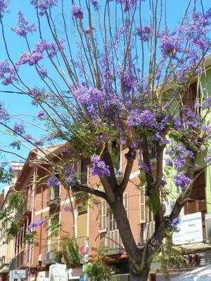 Heladeria Y Cafeteria Mi Villa S.l