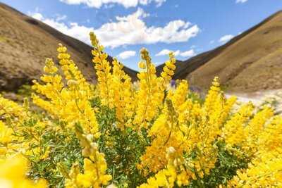 Restaurante Altramuz