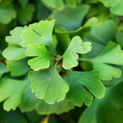 El Cuenco, Cocina Vegana