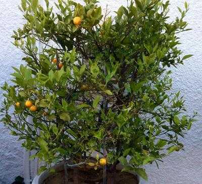 La Parrilla Grill Marbella